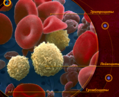 Факторы, при которых тромбоциты повышены в крови у женщин