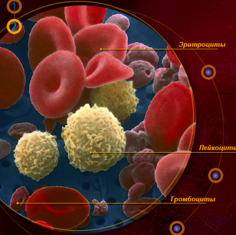 Что означают повышенные тромбоциты в крови и причины их повышения