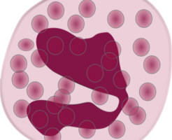 Появление атипичных лимфоцитов в анализе крови
