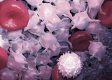 Какой должна быть норма лейкоцитов в крови у женщин?