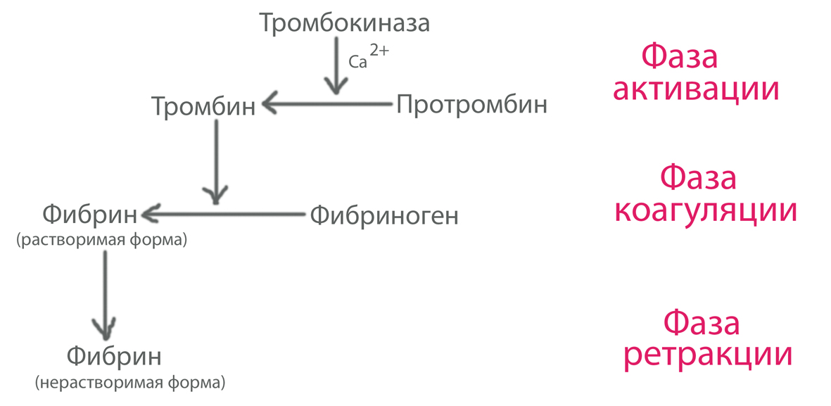 Схема процесса образования тромба