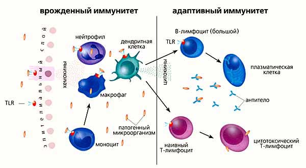 Клетки иммунной системы