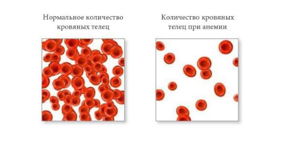 Кровяные тельца