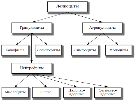 Разновидности лейкоцитов