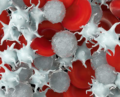 Из-за чего лейкоциты в крови повышены?