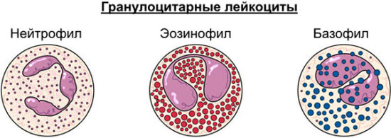 Гранулоцитарные лейкоциты