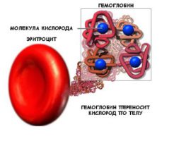 Какие функции гемоглобина в организме?