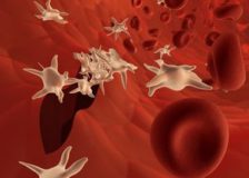 Какова функция тромбоцитов в крови человека?