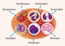 Группа кровяных клеток или какие виды лейкоцитов существуют?